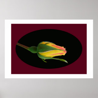 Poster Rose Bud