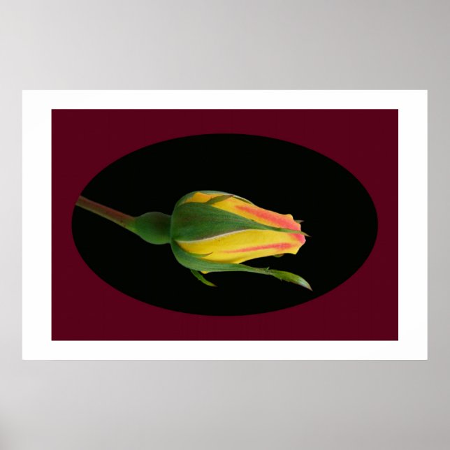 Poster Rose Bud (Devant)