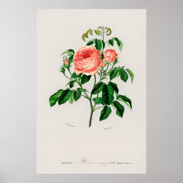 Poster Rose Cabbage (Rosa Centifilia) (Devant)