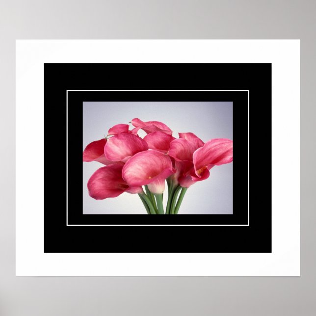 Poster rose Calla Lilies (Devant)