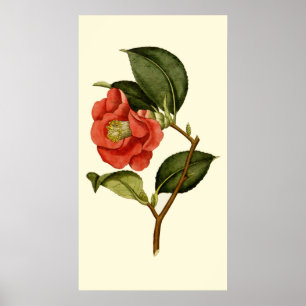 Poster Rose Camellia