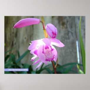 Poster Rose contre la clôture