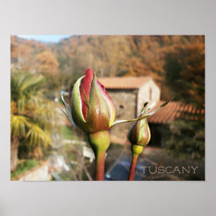 Poster Rose d'automne toscan. Toscane.