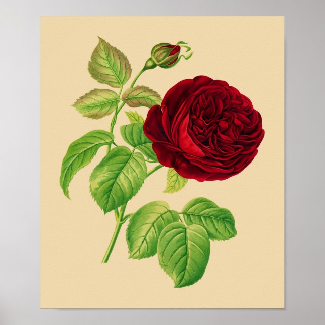 Poster Rose de chou (Devant)