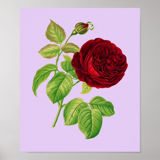 Poster Rose de chou (Devant)