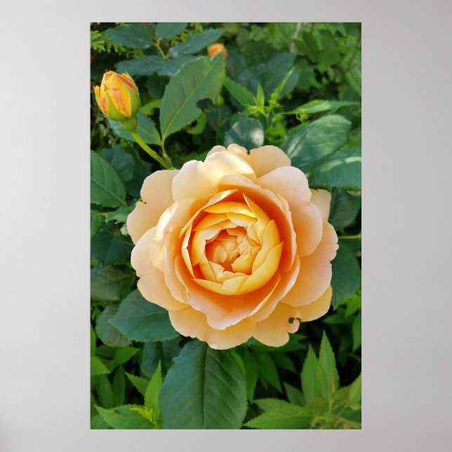Poster Rose de couleur or (Devant)