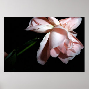 Poster Rose de danse 19x13