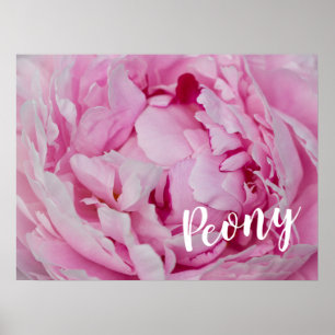 Poster Rose de fleurs de pivoine pour fleurs et amoureux