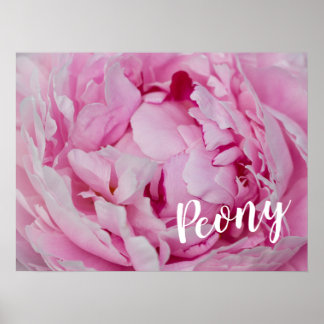 Poster Rose de fleurs de pivoine pour fleurs et amoureux