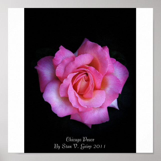 Poster Rose De La Paix De Chicago Par Stan The Roseman (Devant)
