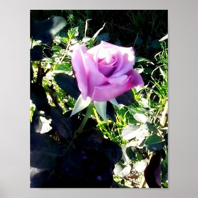 Poster Rose de lavande (Devant)