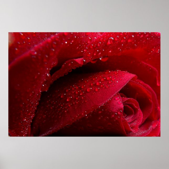 Poster Rose de macro rouge avec gouttelettes d'eau (Devant)