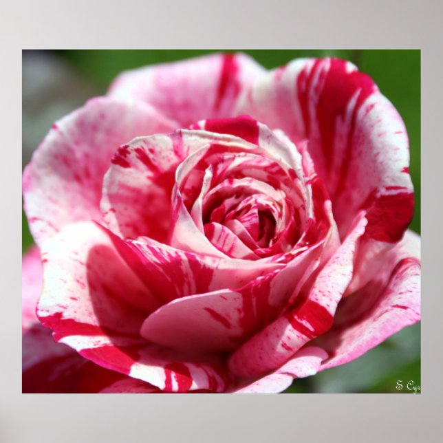 Poster Rose de menthe poivrée (Devant)