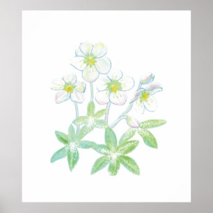 Poster Rose de Noël, Helleborus niger