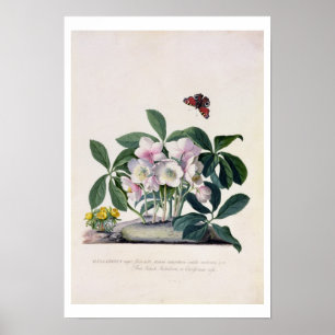 Poster Rose de Noël (Helleborus niger) et Aconi d'hiver