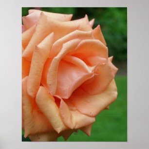 Poster Rose de pêche en fleur