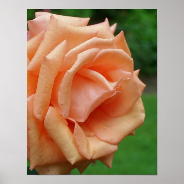 Poster Rose de pêche en fleur (Devant)