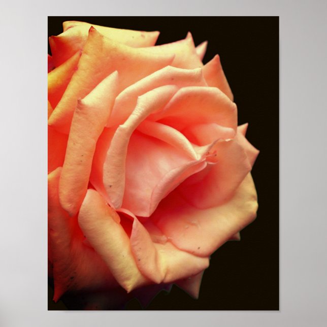 Poster Rose de pêche en fleur (Devant)