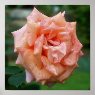 Poster Rose De Pêche En Fleur