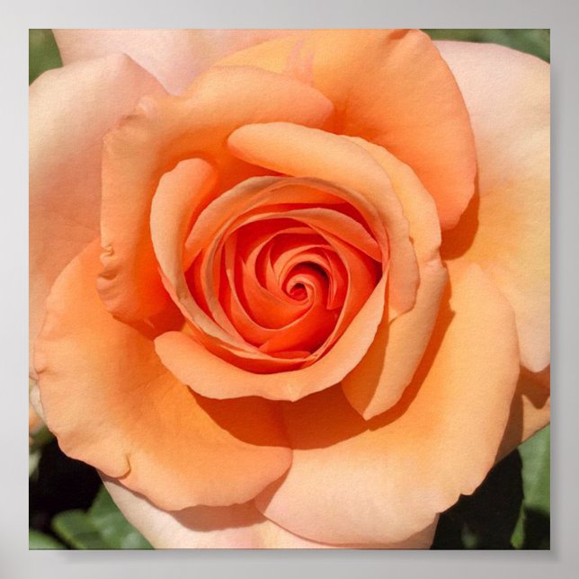 Poster Rose de plage (Devant)