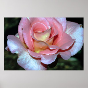 Poster Rose de rose sur la copie de toile