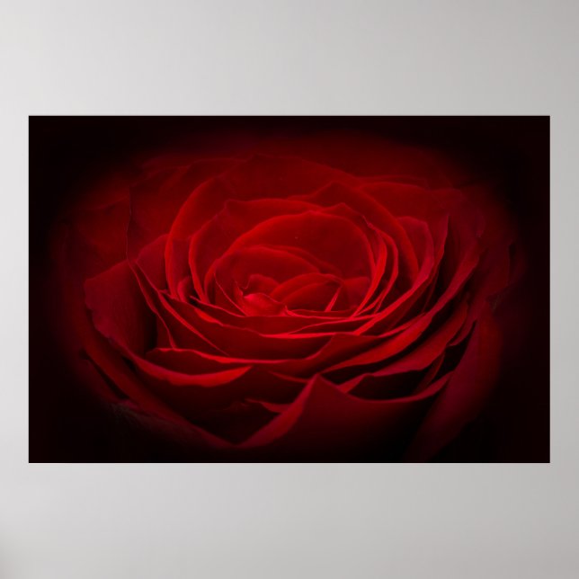 Poster Rose De Sang Rouge Profond Sur Noir (Devant)