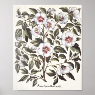 Poster Rose de Sharon