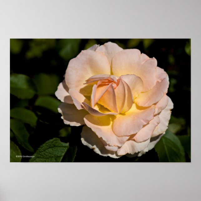 Poster Rose de thé (Devant)