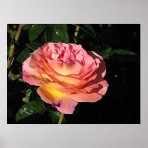 Poster Rose de thé hybride d'Elle 152
