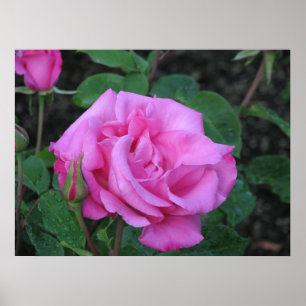 Poster Rose de thé hybride McCartney 168