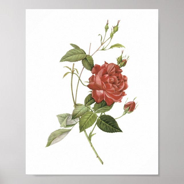 Poster rose de thé (Rosa indica cruenta) par Redouté (Devant)