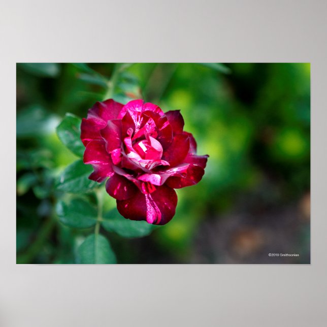 Poster Rose de tigre violet (Devant)