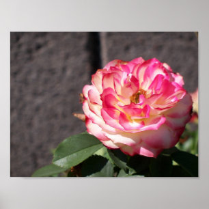 Poster Rose de tir de neige