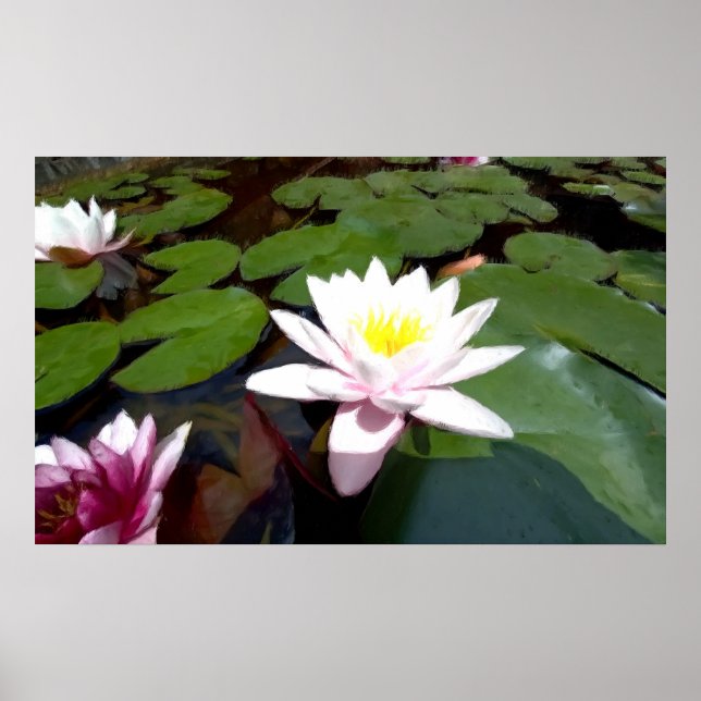 Poster Rose d'étang blanc (Devant)