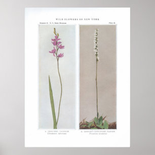 Poster Rose d'herbe ; Calopogon - Limodorum tuberosum et