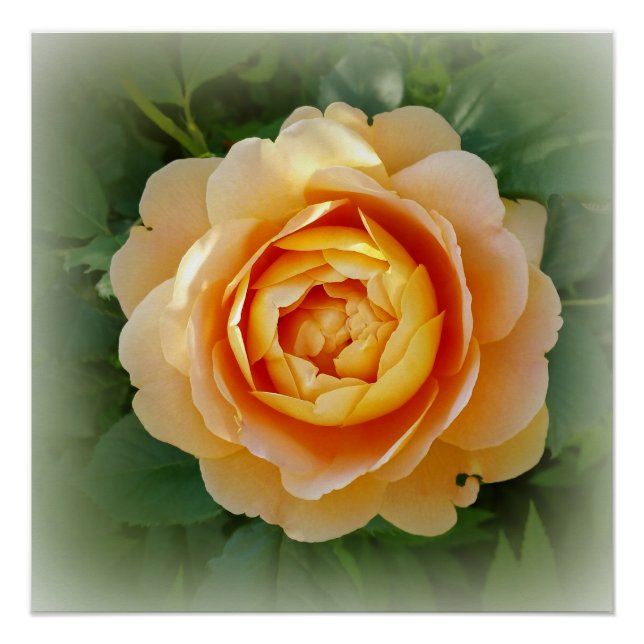 Poster Rose d'or (Devant)