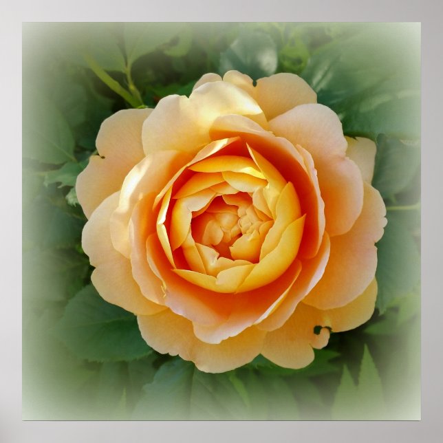 Poster Rose d'or (Devant)