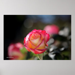 Poster Rose Double Delight