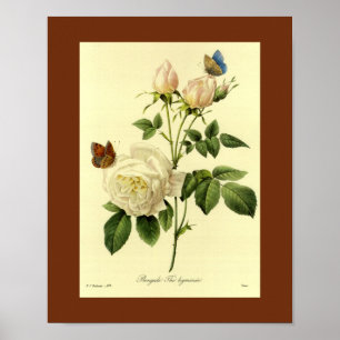 Poster Rose du Bengale 16 X 20