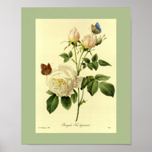 Poster Rose du Bengale 16 X 20