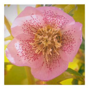 Poster Rose du carême. Helleborus