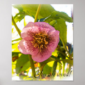 Poster Rose du carême. Helleborus. Vous êtes aimés !