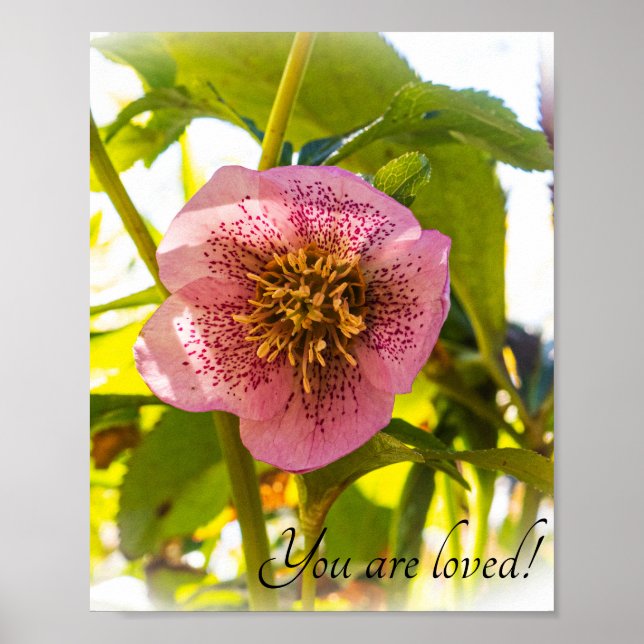 Poster Rose du carême. Helleborus. Vous êtes aimés ! (Devant)