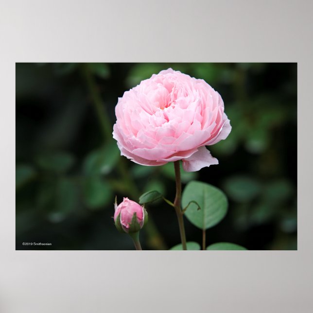 Poster Rose du château d'Alnwick (Devant)