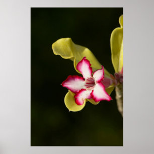Poster Rose du désert (Adenium Obesum), Afrique du Sud