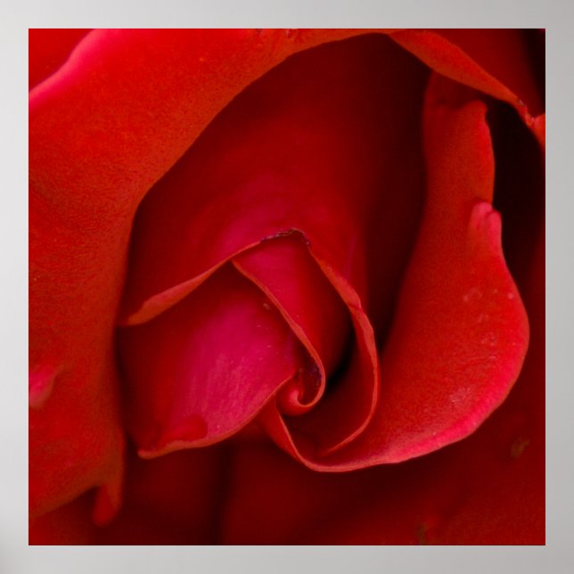 Poster Rose Du Jacquard (Devant)