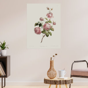 Poster Rose du XVIIIe siècle vintage