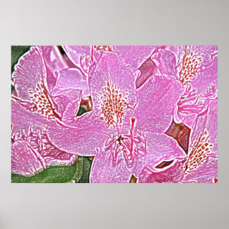 Poster rose en fleurs de rhododendron
