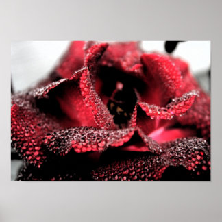 Poster Rose en fleurs Poster/Imprimer