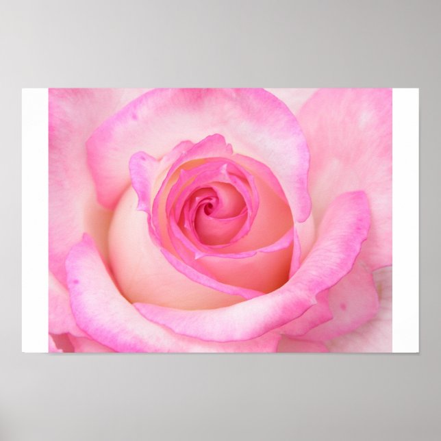 Poster Rose en mode Macro (Devant)